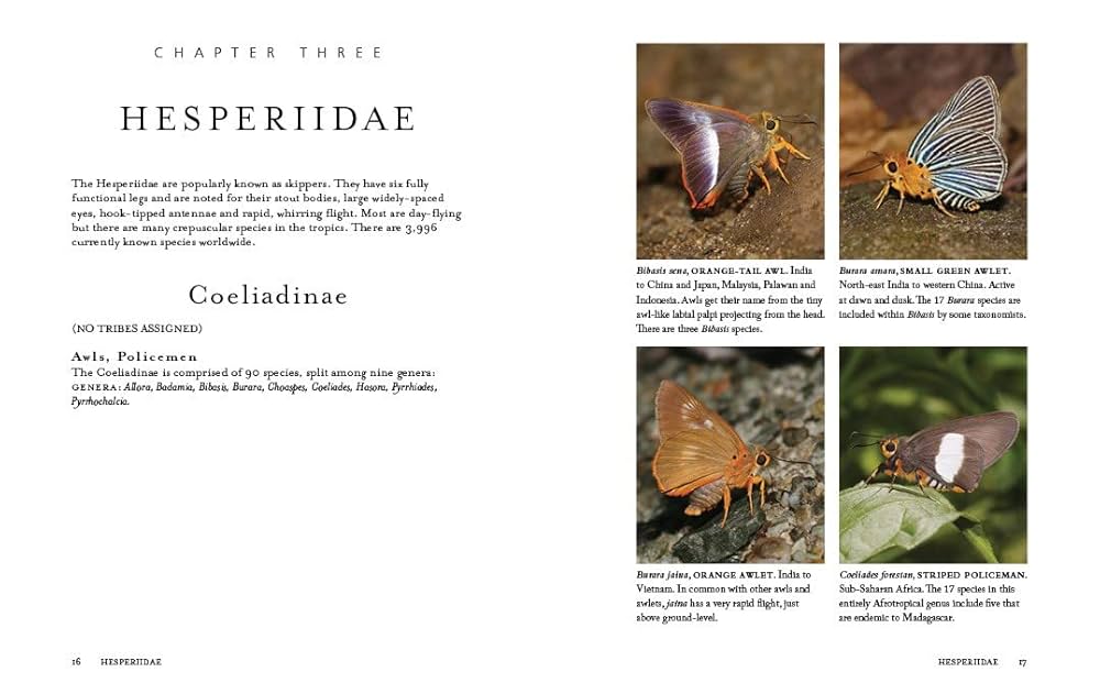 1000 Butterflies: An Illustrated Guide to the World's Most
